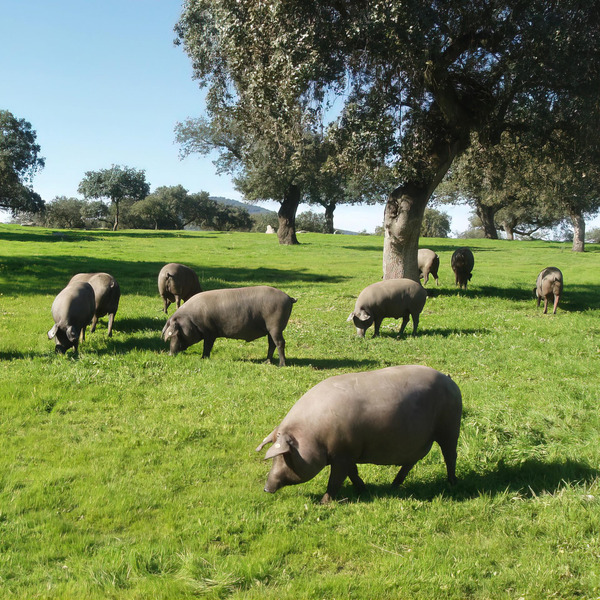 Phân Biệt Đùi Heo Muối Iberico và Đùi Heo Muối Serrano