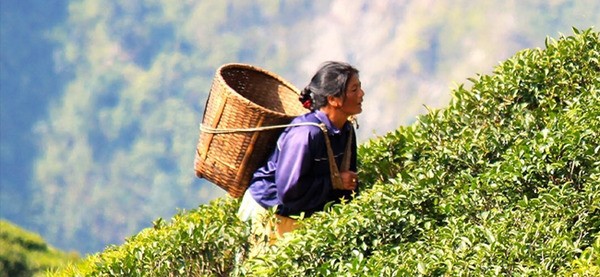 Khám phá quy trình chế biến trà