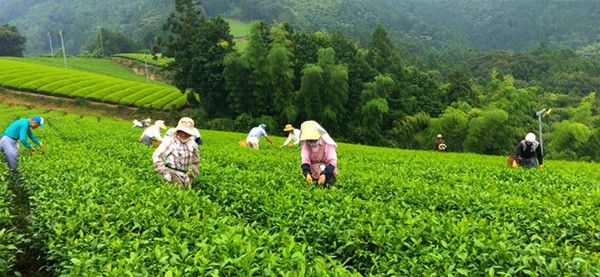 Khám phá quy trình chế biến trà