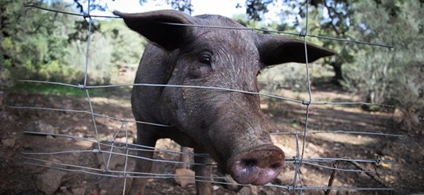 Phân loại đùi heo muối Iberico theo ý kiến từ chuyên gia