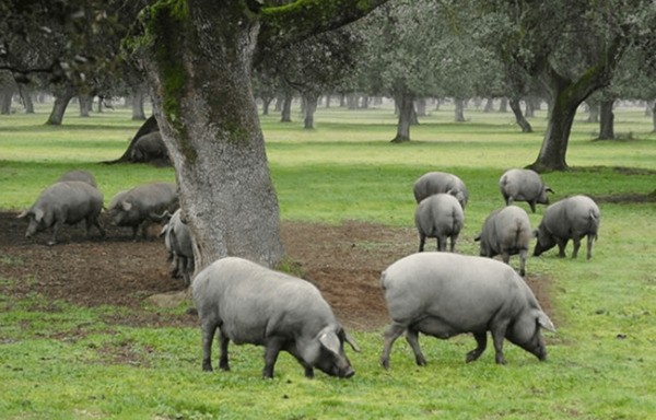 Tìm hiểu loài heo quý tộc ở vùng Extremadura, Tây Ban Nha