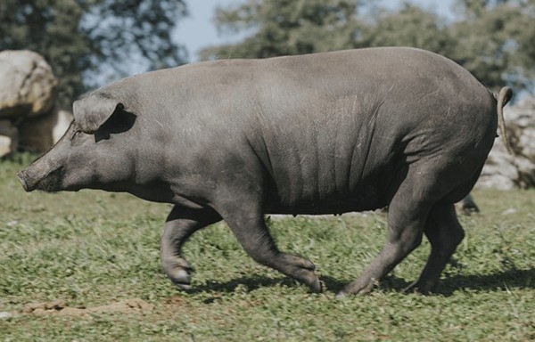 Tìm hiểu loài heo quý tộc ở vùng Extremadura, Tây Ban Nha